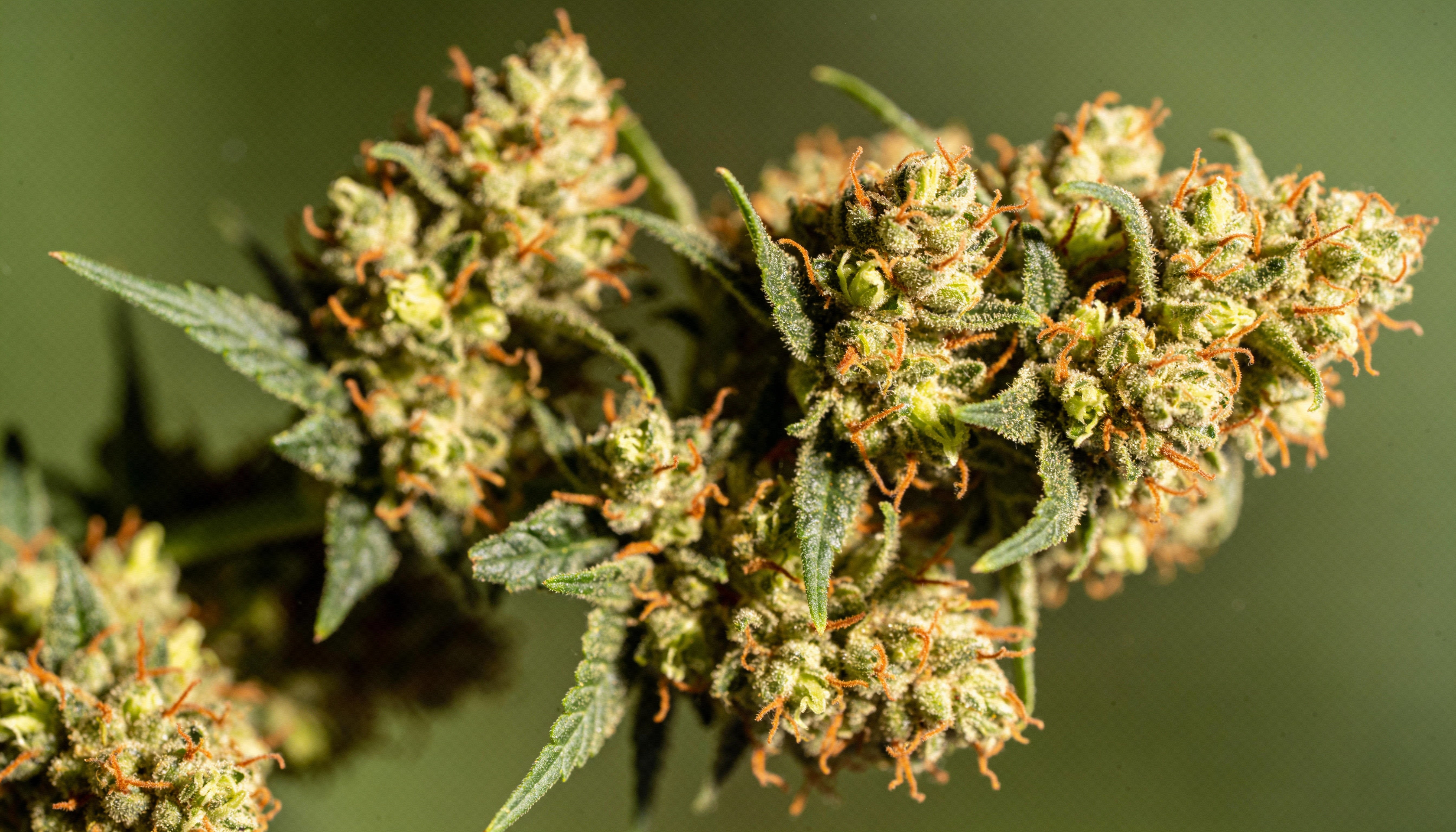 Cannabis Blüten