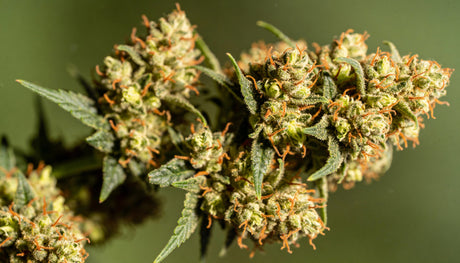 Cannabis Blüten